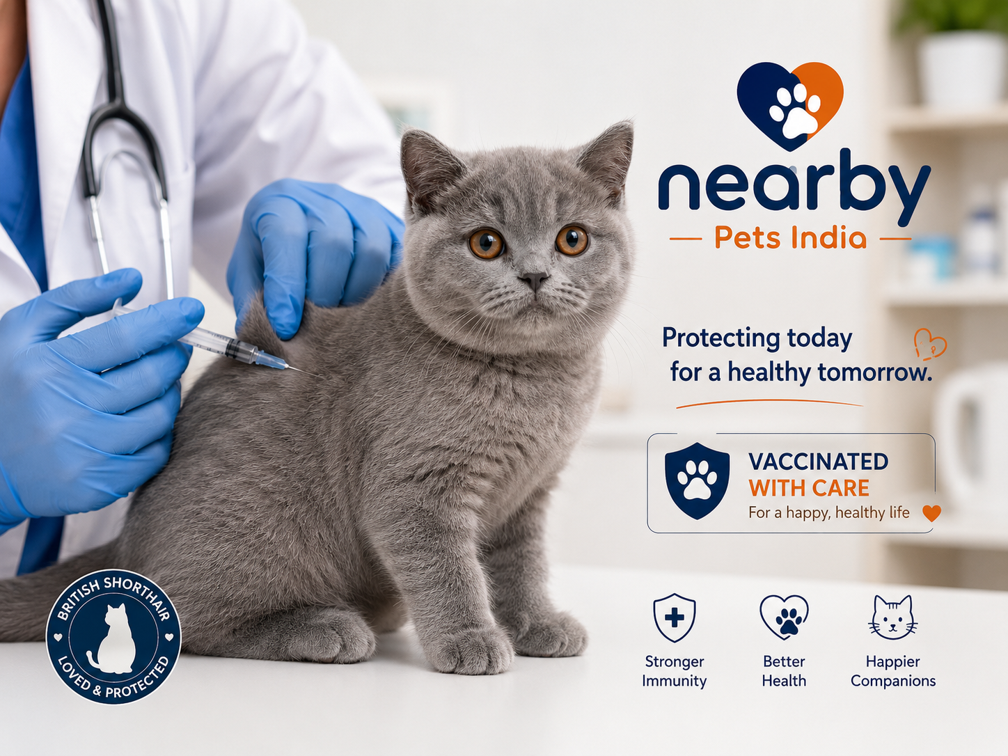 British Short Hair Kitten vaccination schedule India