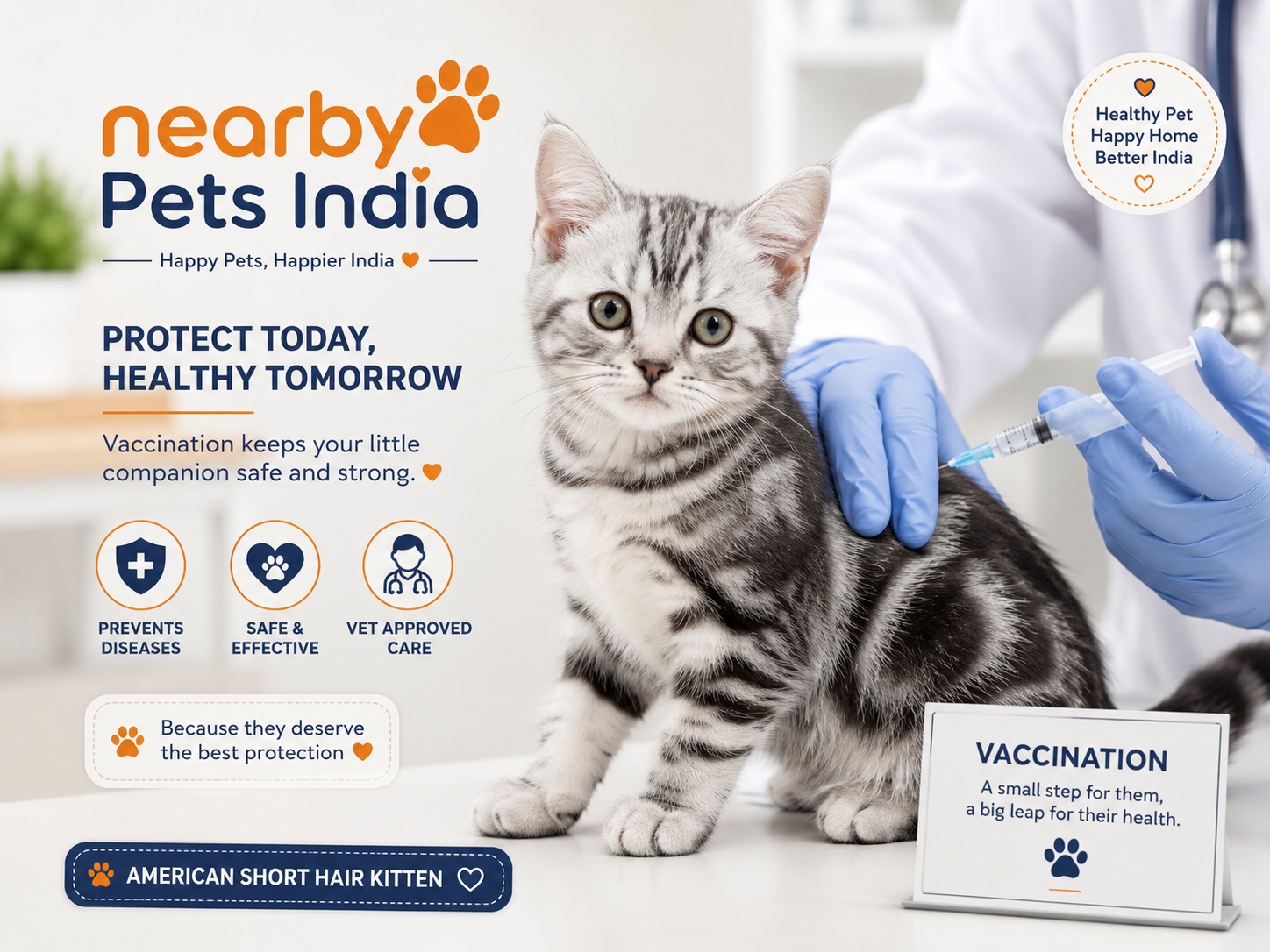 American Short Hair Kitten vaccination schedule India