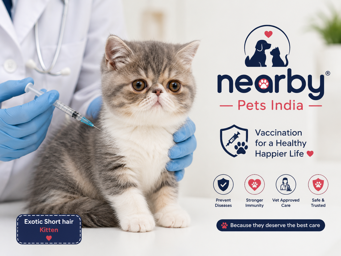 Exotic Short Hair Kitten vaccination schedule India