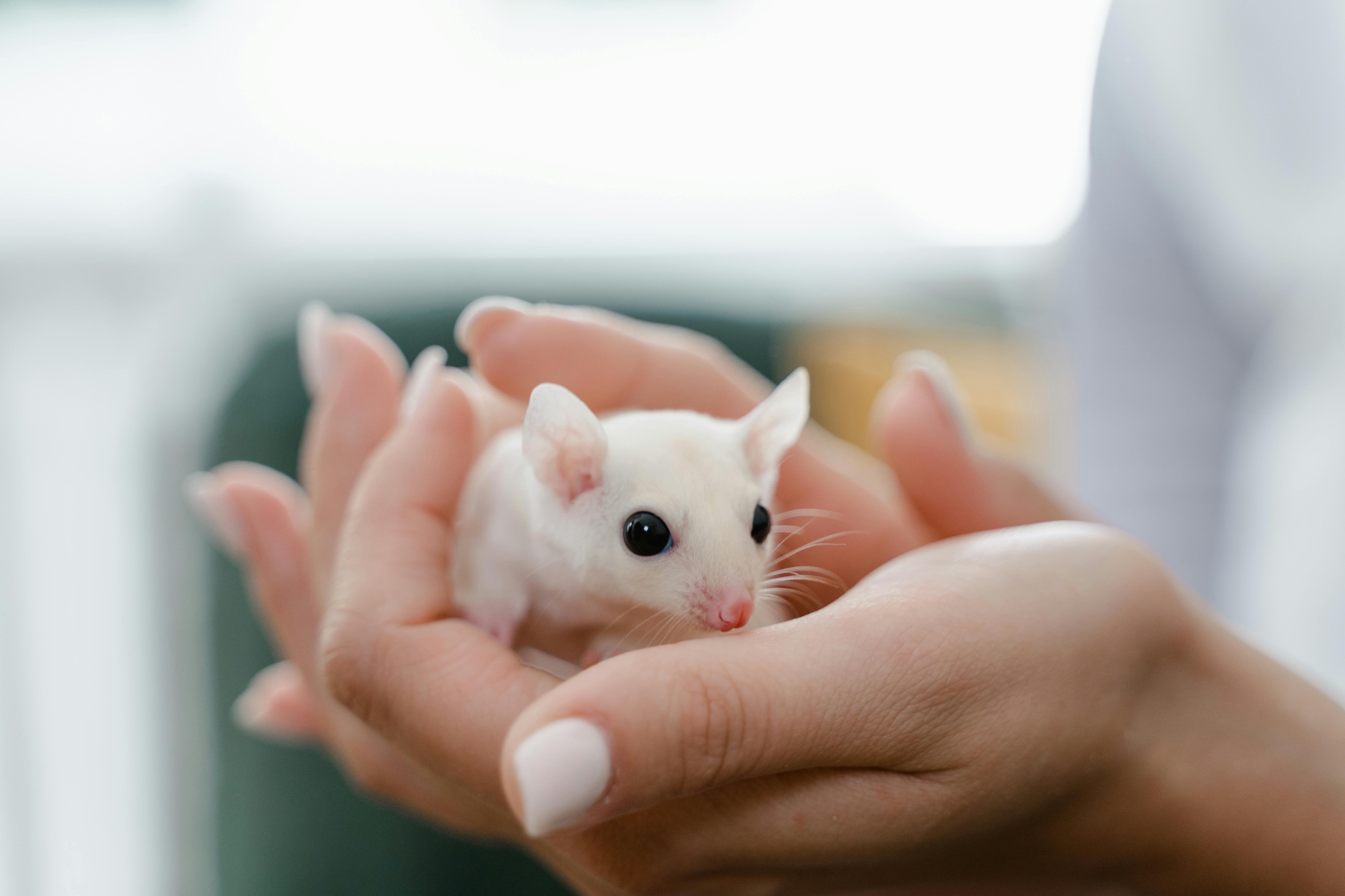Sugar Glider | White (Lucy)