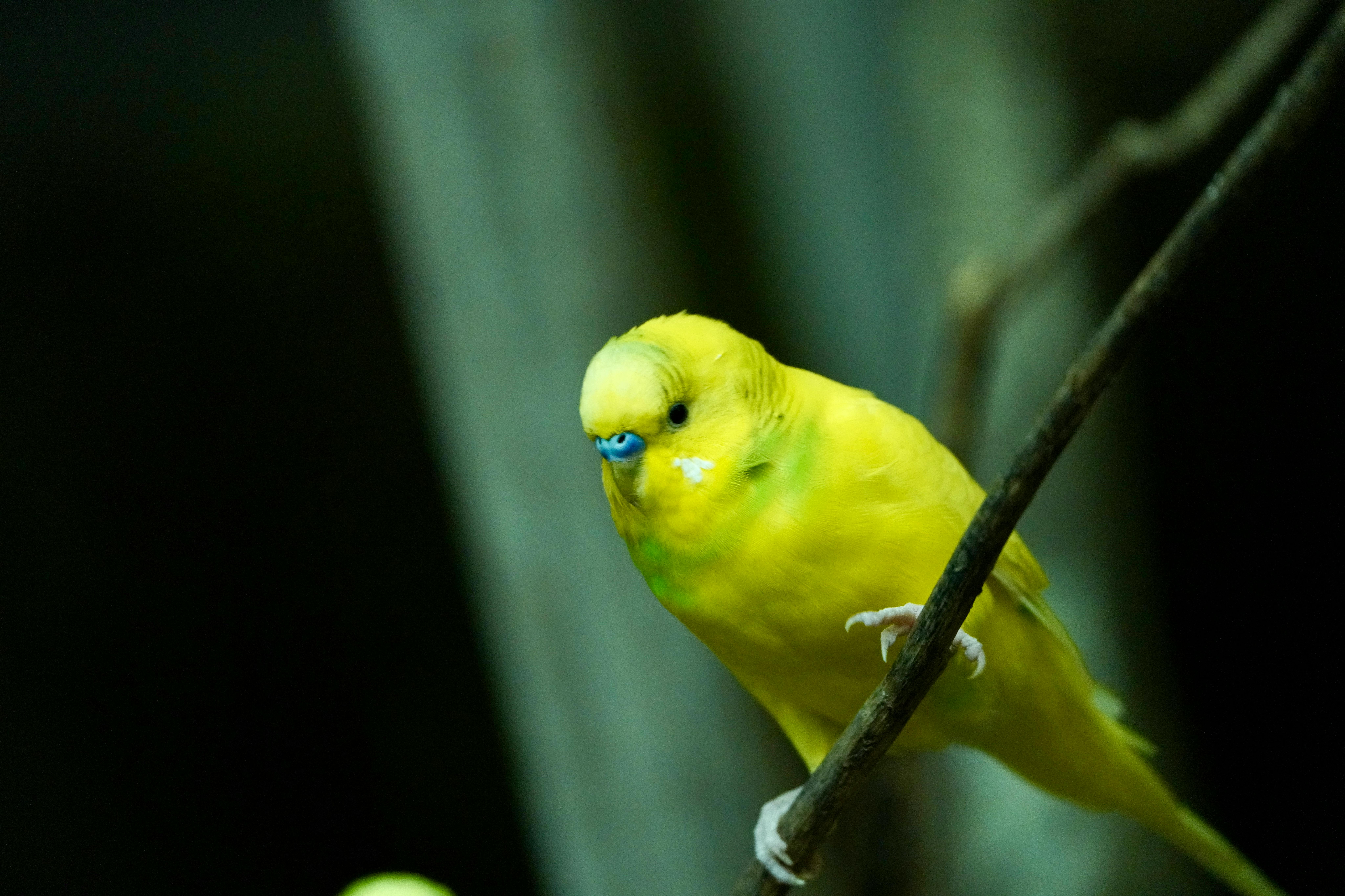 Budgies