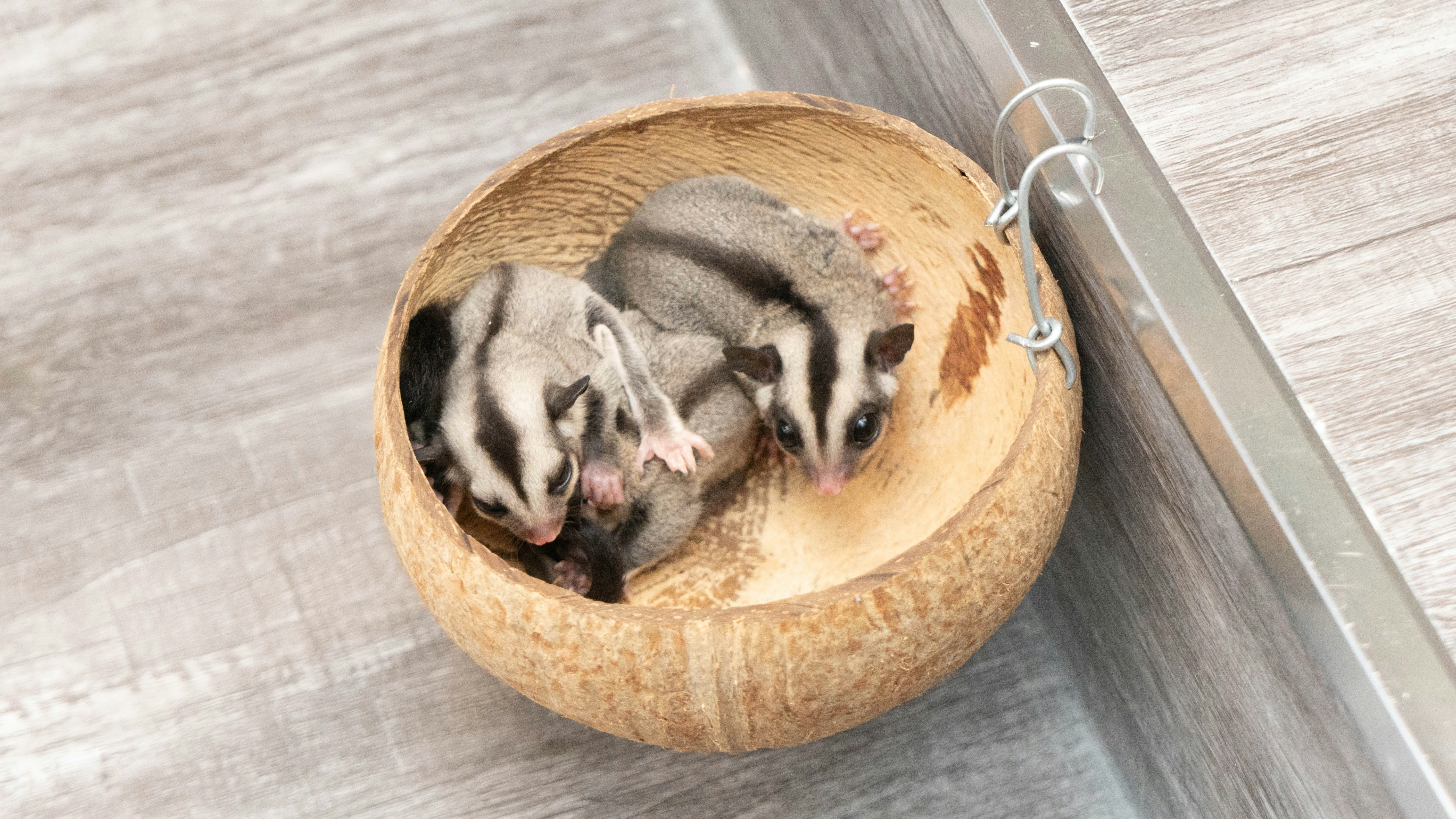 Sugar Glider | Grey
