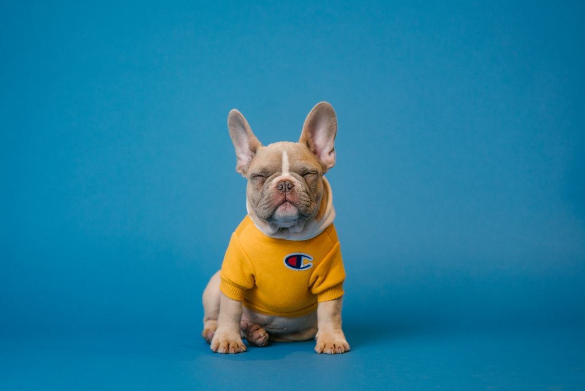 French Bulldog Puppy | Blue