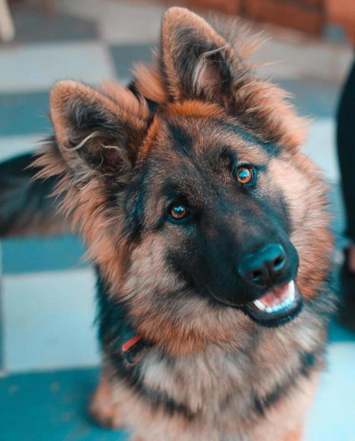 German Shepherd Puppy | Pure White