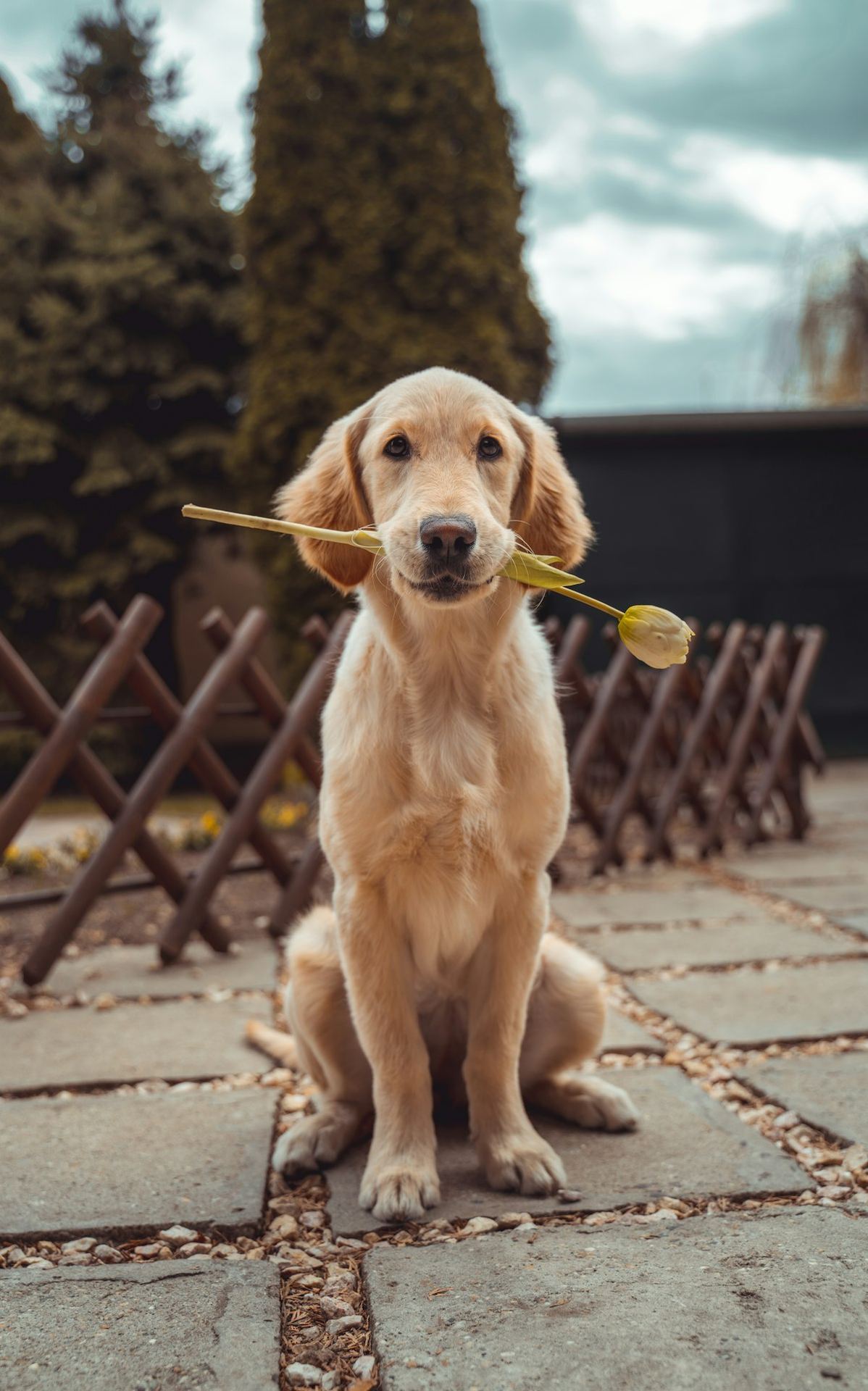 Labrador Retriever Puppy | Fawn Color