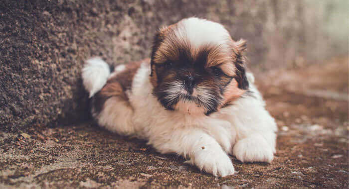 Shih Tzu Puppy Brown & Black