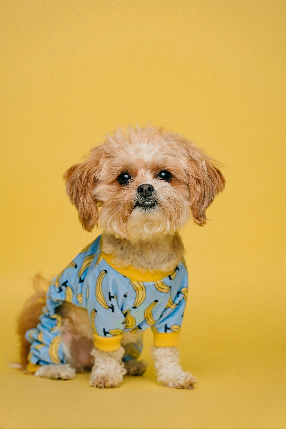 Shih Tzu | Tri Color Puppy