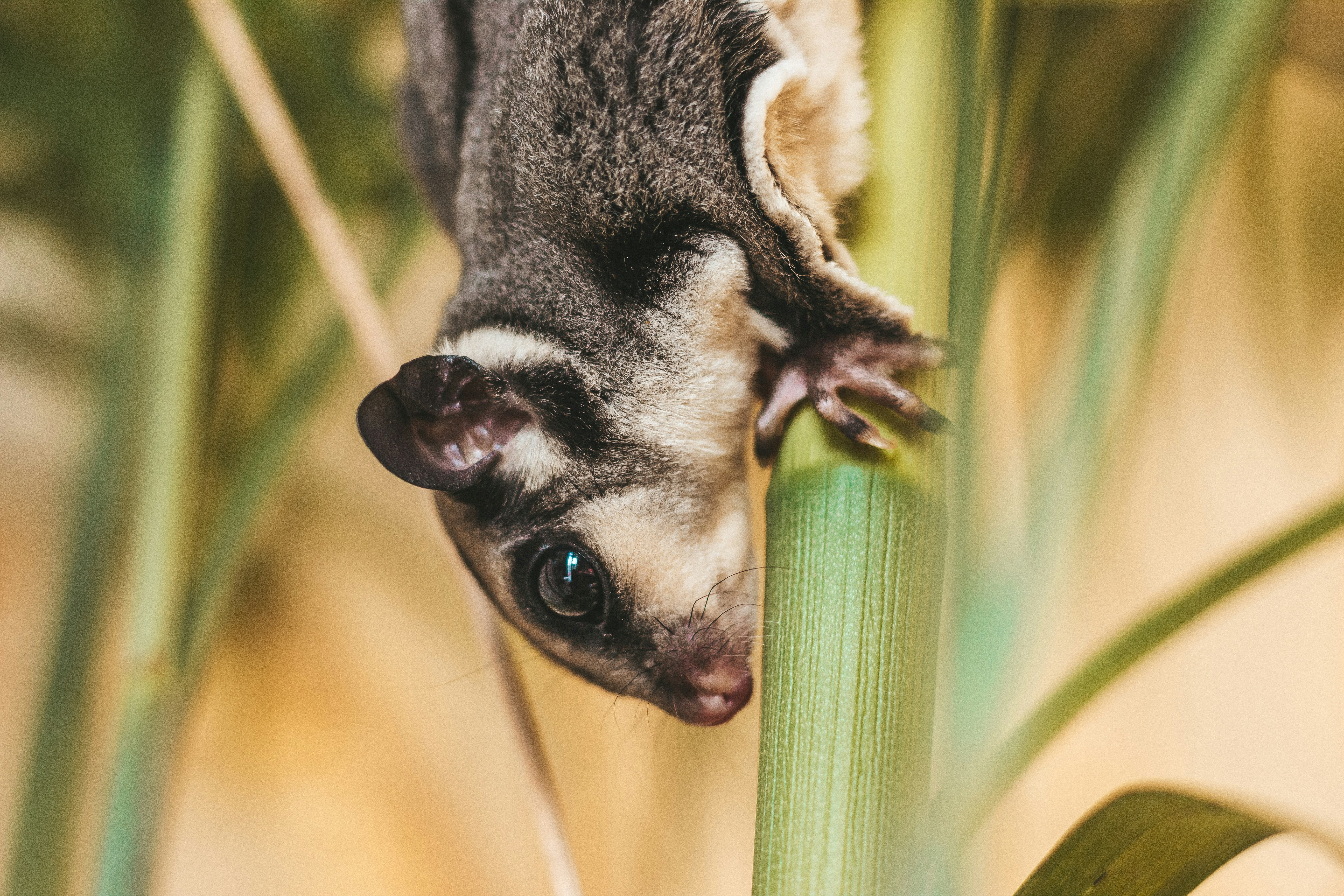 Sugar Glider | Grey