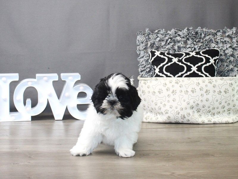 Shih Tzu | Black & White available in Raipur