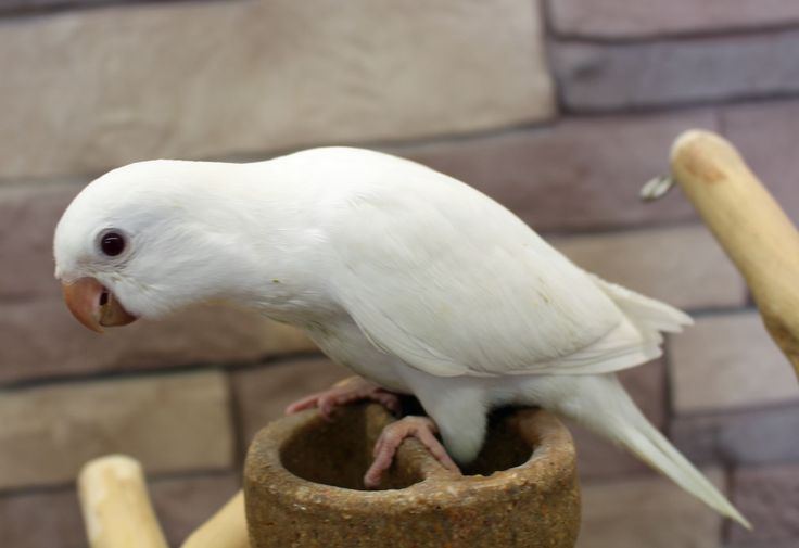 Albino Monk | Nearby Pets India for sale in Bengaluru Rural