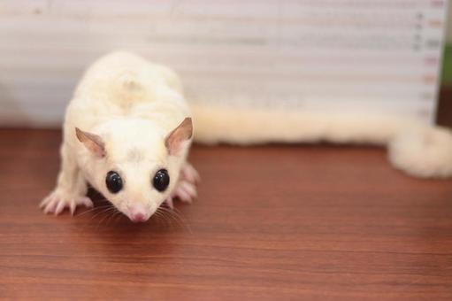 Sugar Glider | White (Lucy) - Sugar Glider | White (Lucy) (Small Animals & Exotic Pets) - in V - Sugar Glider | White (Lucy)