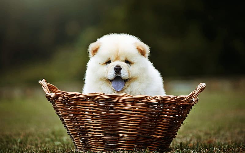 Chow Chow Puppy | Cream Color available in Pauri Garhwal
