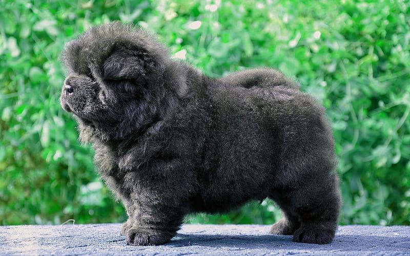 Chow Chow Puppy | Black Color available in Pauri Garhwal