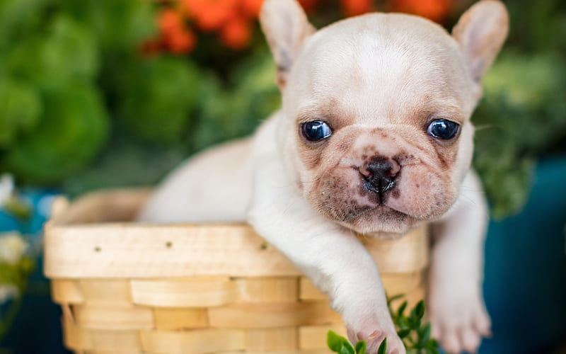French Bulldog | White available in Anakapalli