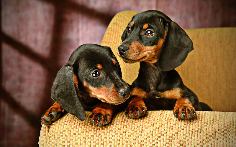 Dachshund Puppy
