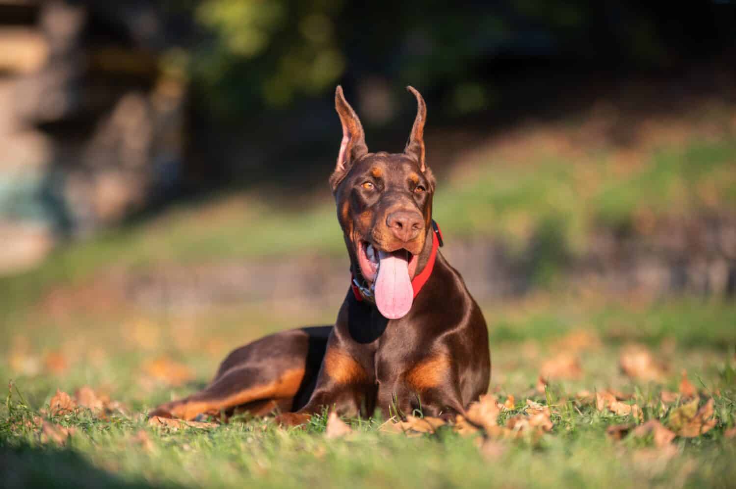 European Doberman Puppy