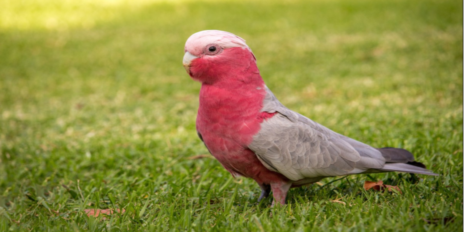 Gallah Cockatoo