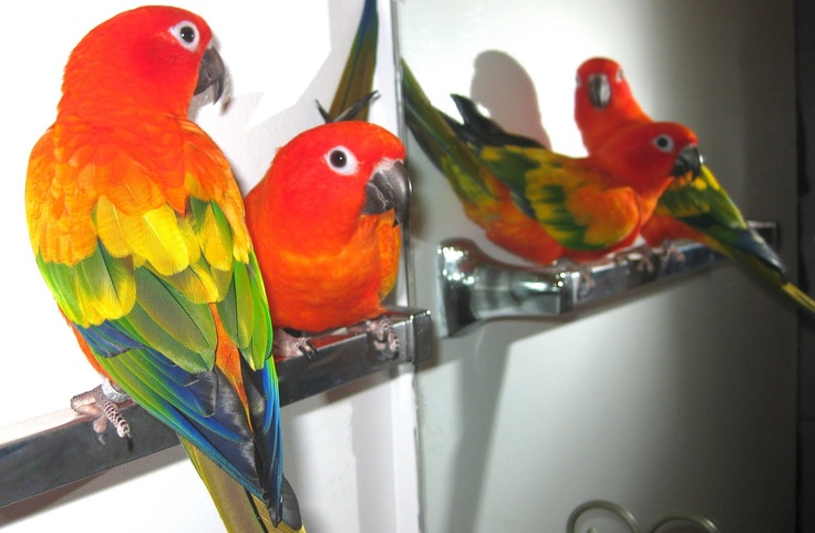 Hyper Red Sun Conure