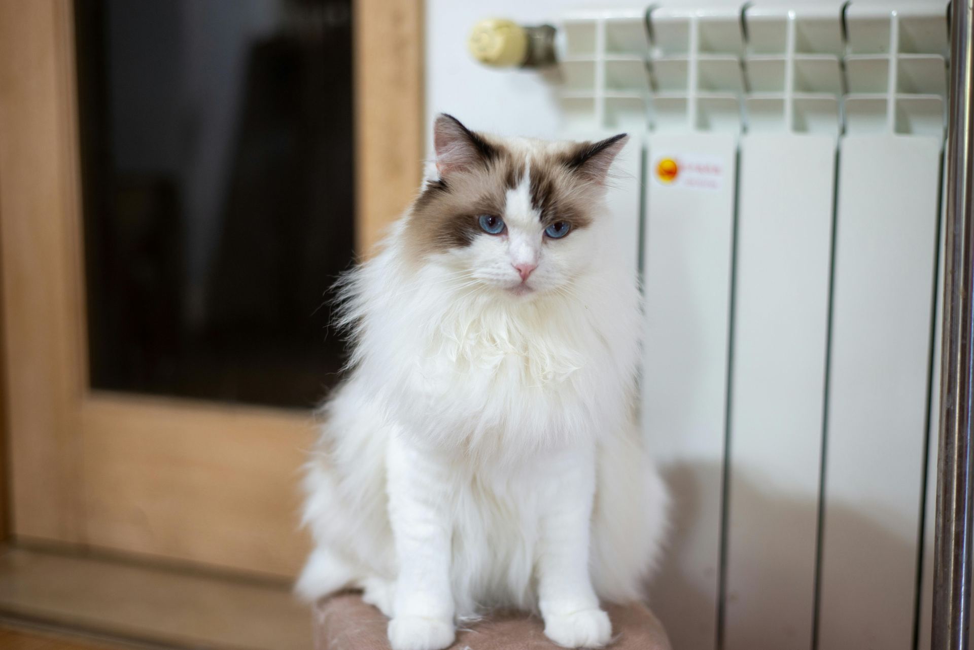 Ragdoll Kitten - Ragdoll Kitten - in Mohali - Ragdoll Kitten