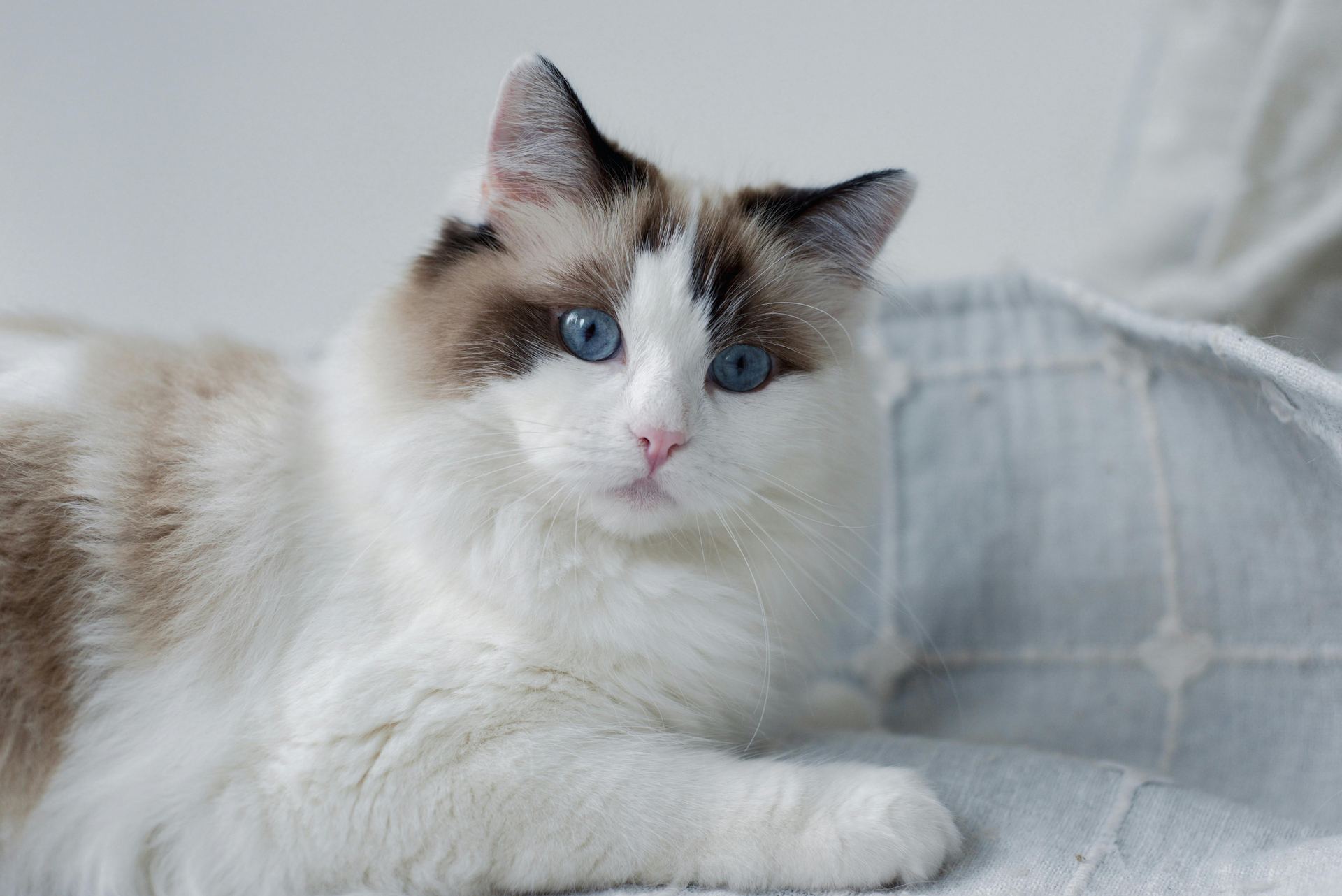 Ragdoll Kitten - Ragdoll Kitten - in Mohali - Ragdoll Kitten