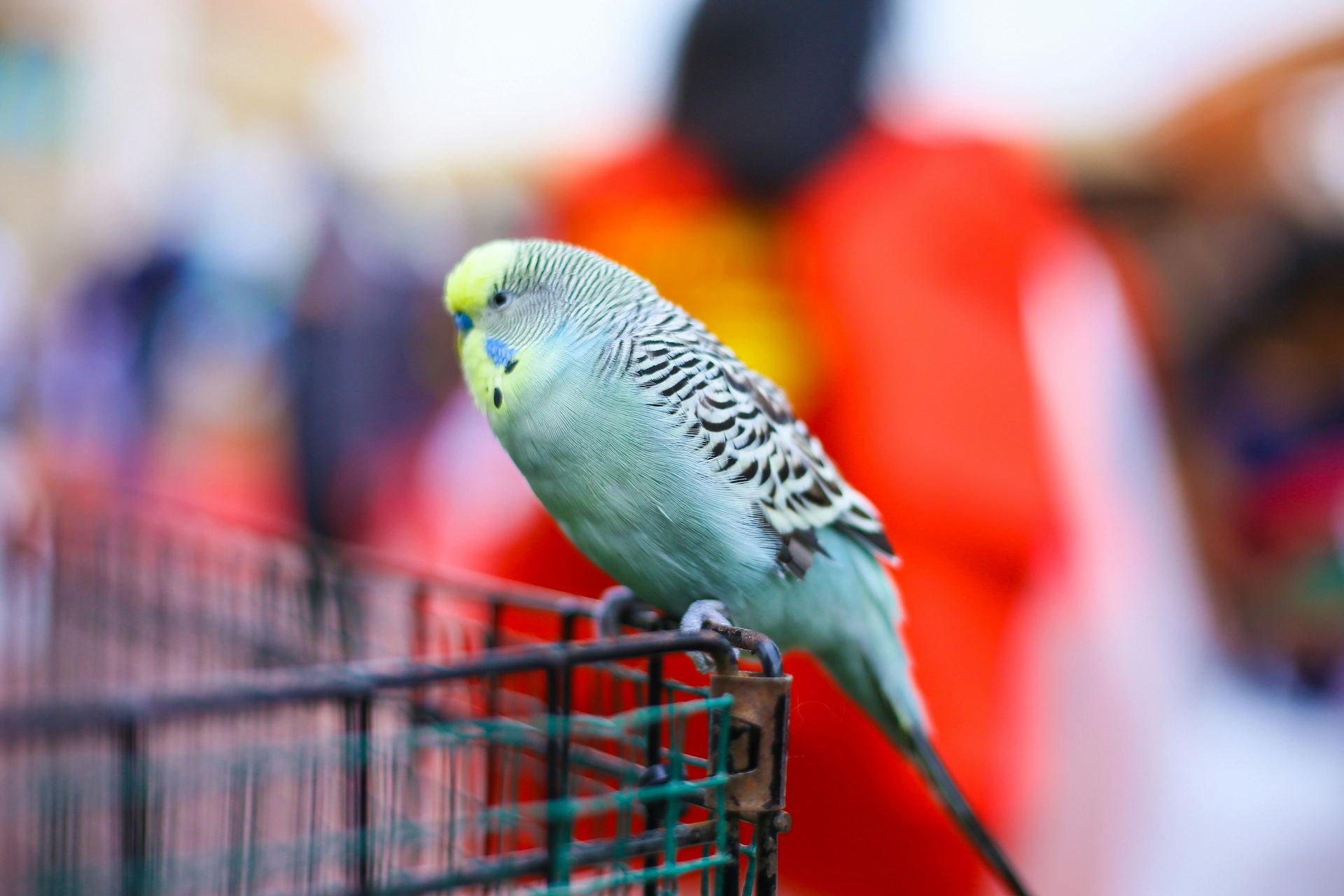 Budgies & Chicks and Adults - Budgies (Exotic Birds & Chicks) - in BhopalBudgies & Chicks and Adults, a Budgies in Bhopal