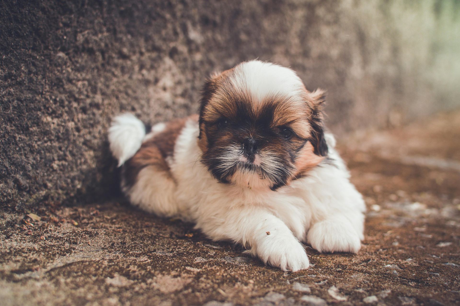 Shih Tzu | Tricolor available in Raipur