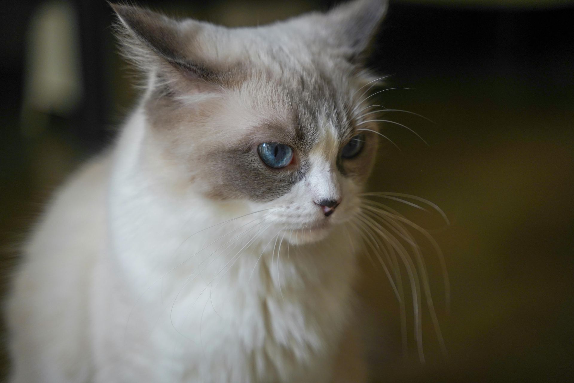 Ragdoll Kitten - Ragdoll Kitten - in Mohali - Ragdoll Kitten