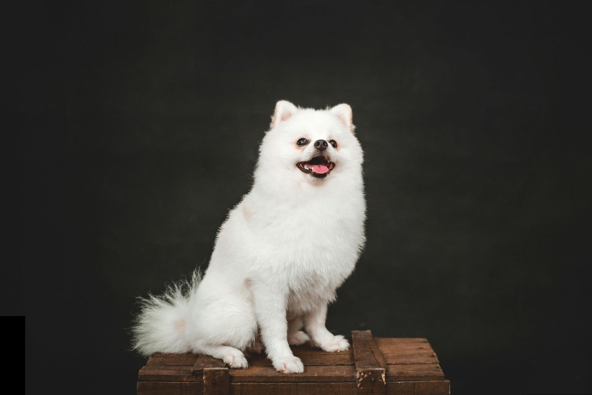 Culture Pom Puppy | White Color available in Udam Singh Nagar