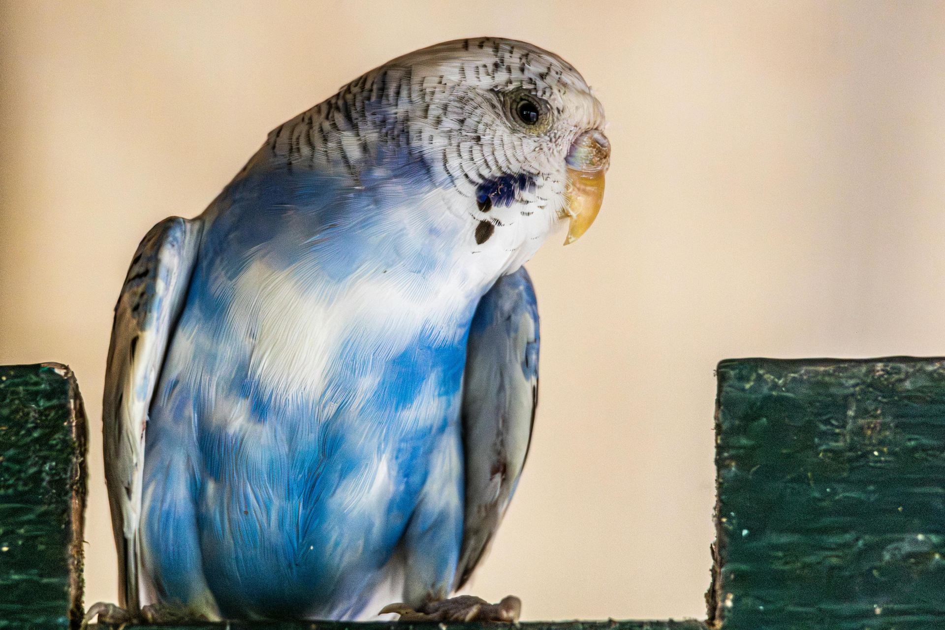 Budgies & Chicks and Adults - Budgies
