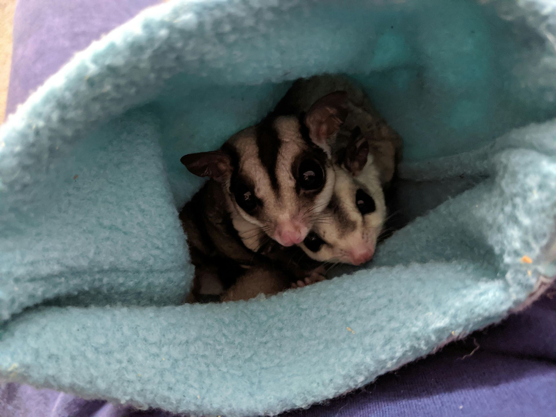 Sugar Glider | Grey available in Gurdaspur