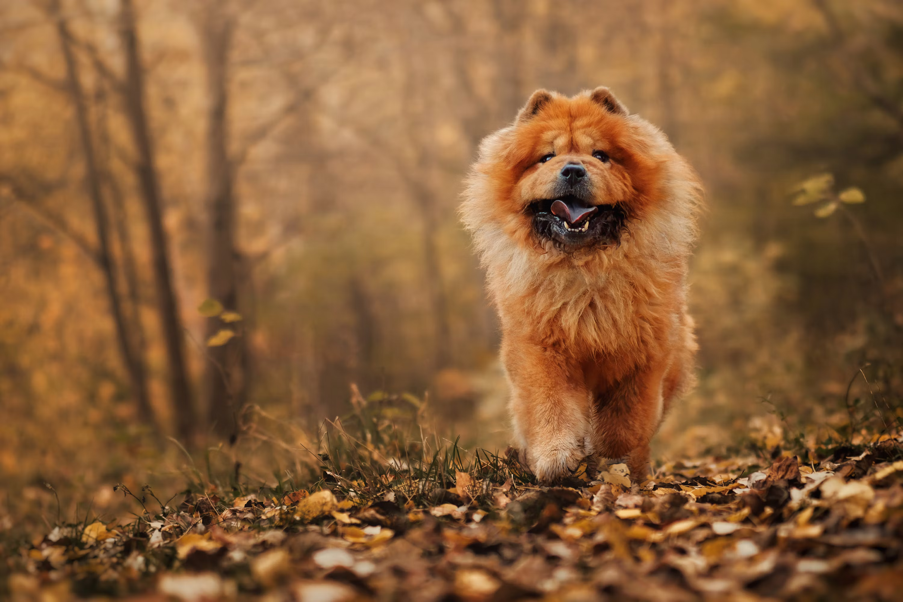 Chow Chow Puppy |  Fawn Color available in Pauri Garhwal