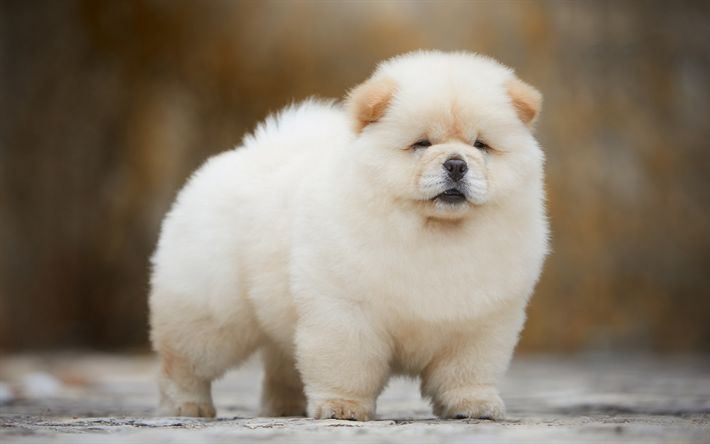 Chow Chow Puppy | Cream Color for sale in Adilabad