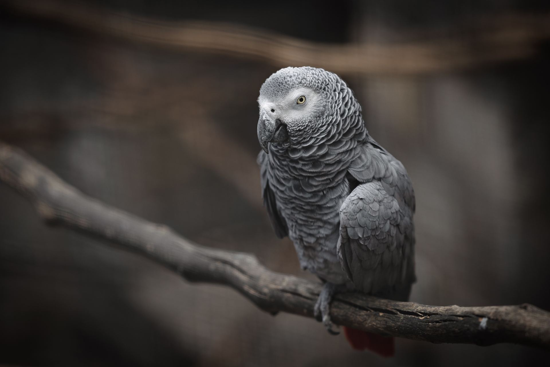 African Grey Parrot for sale in Agar Malwa