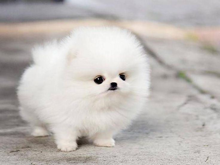 Orignal Toy Pom Puppy | Teacup Pom available in Adilabad