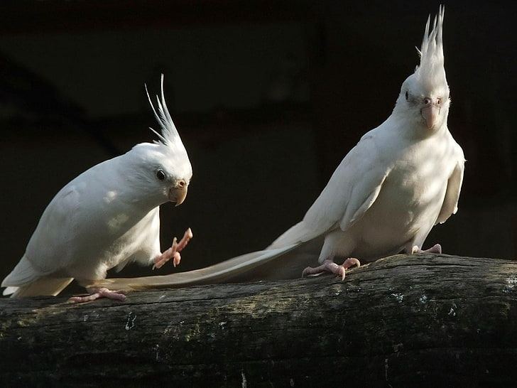 Cockatiel | Albino for sale in Adilabad