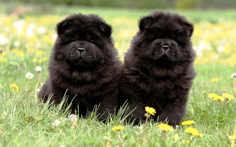 Chow Chow Puppy | Black Color for sale in Adilabad