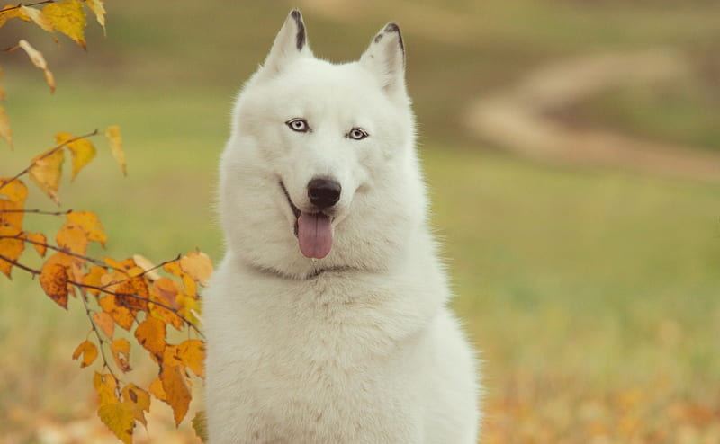 Siberian Husky Puppy | White Color for sale in Agra