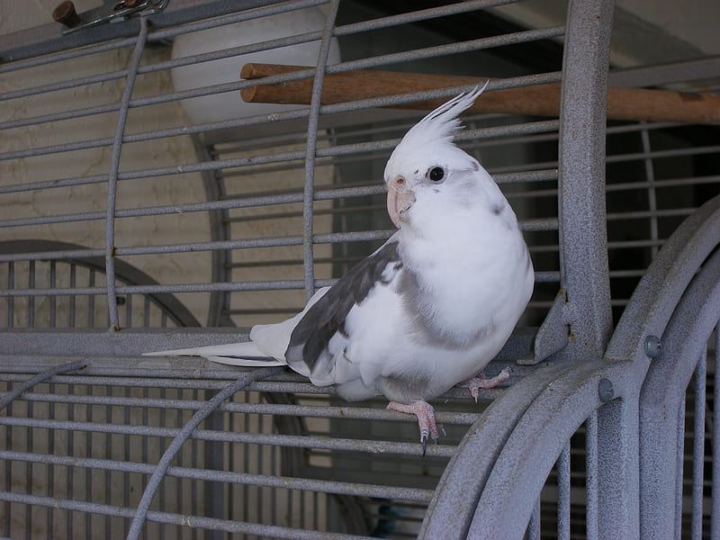 Cockatiel | White Face for sale in Sri Sathya Sai