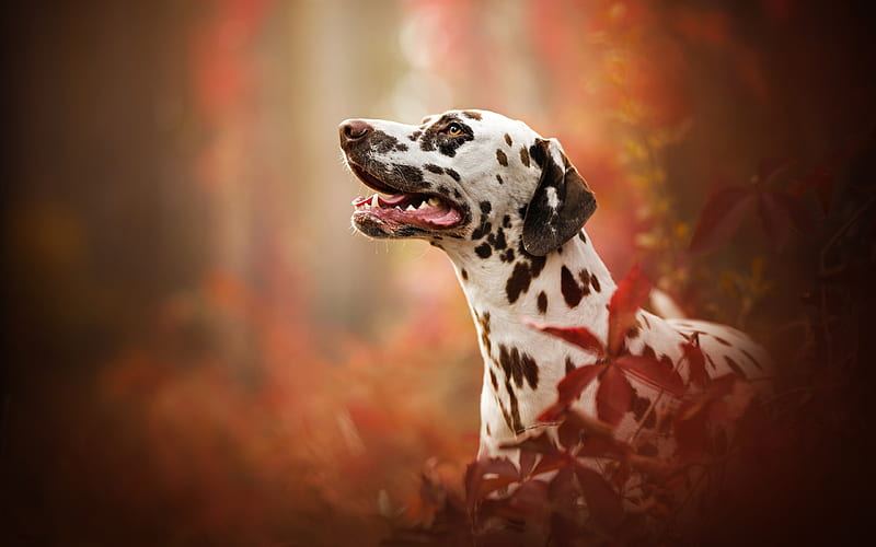 Dalmatian Puppy | Brown Dots puppy in Adilabad