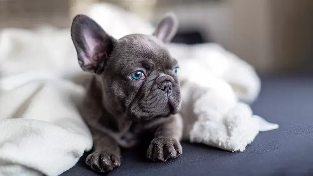 French Bulldog Puppy | Blue for sale in Agra