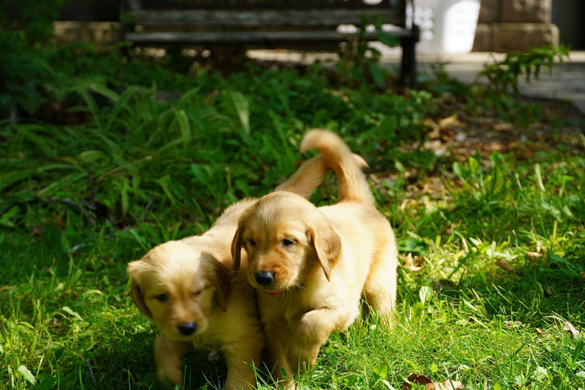 Golden Retriever puppy in Raipur