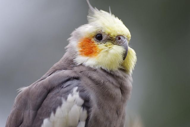 Cockatiel | Grey for sale in Sri Sathya Sai