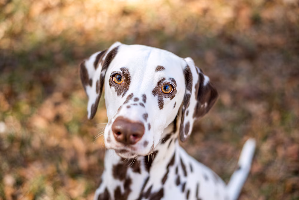 Dalmatian Puppy | Brown Dots for sale in Adilabad