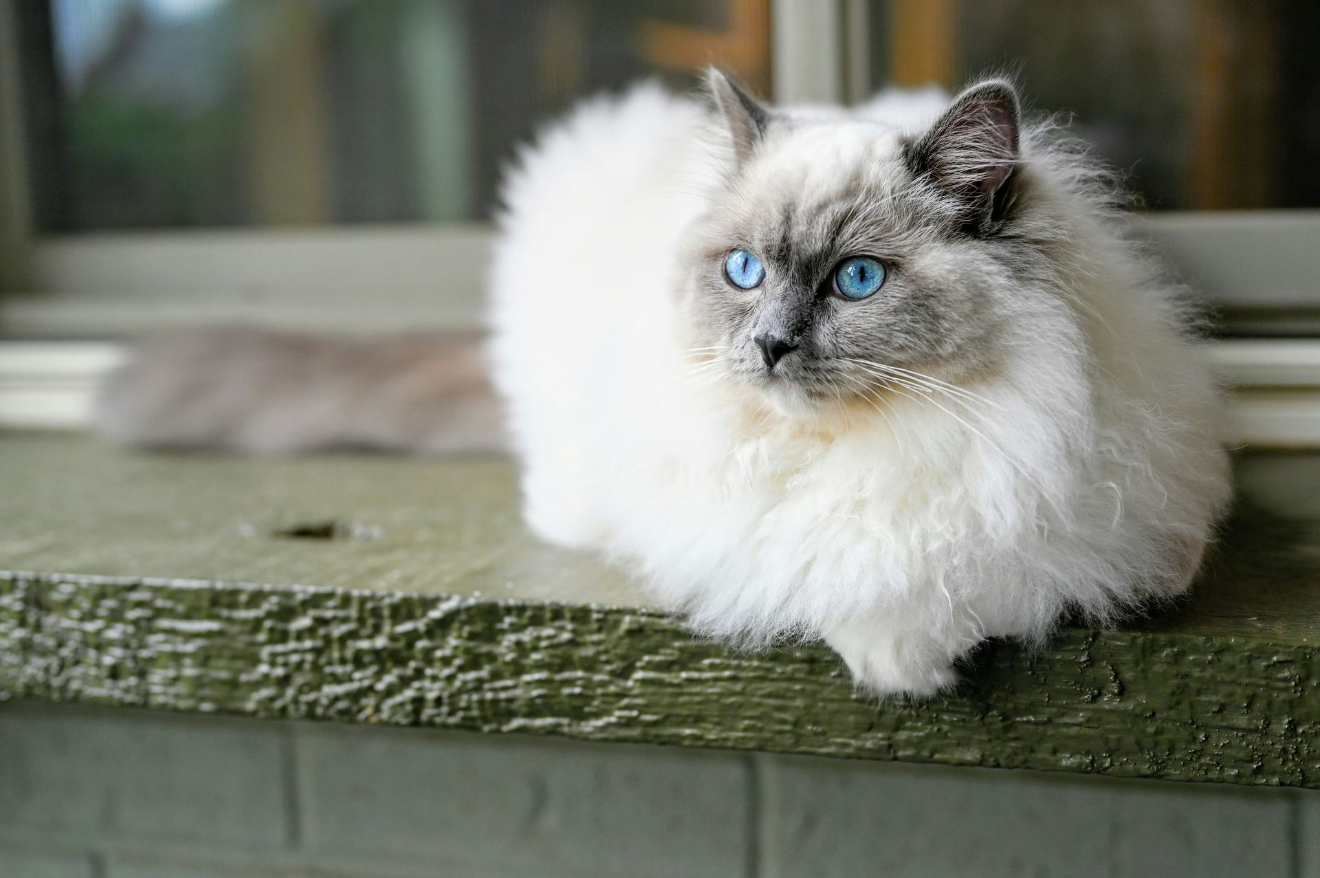 Ragdoll Kittens
