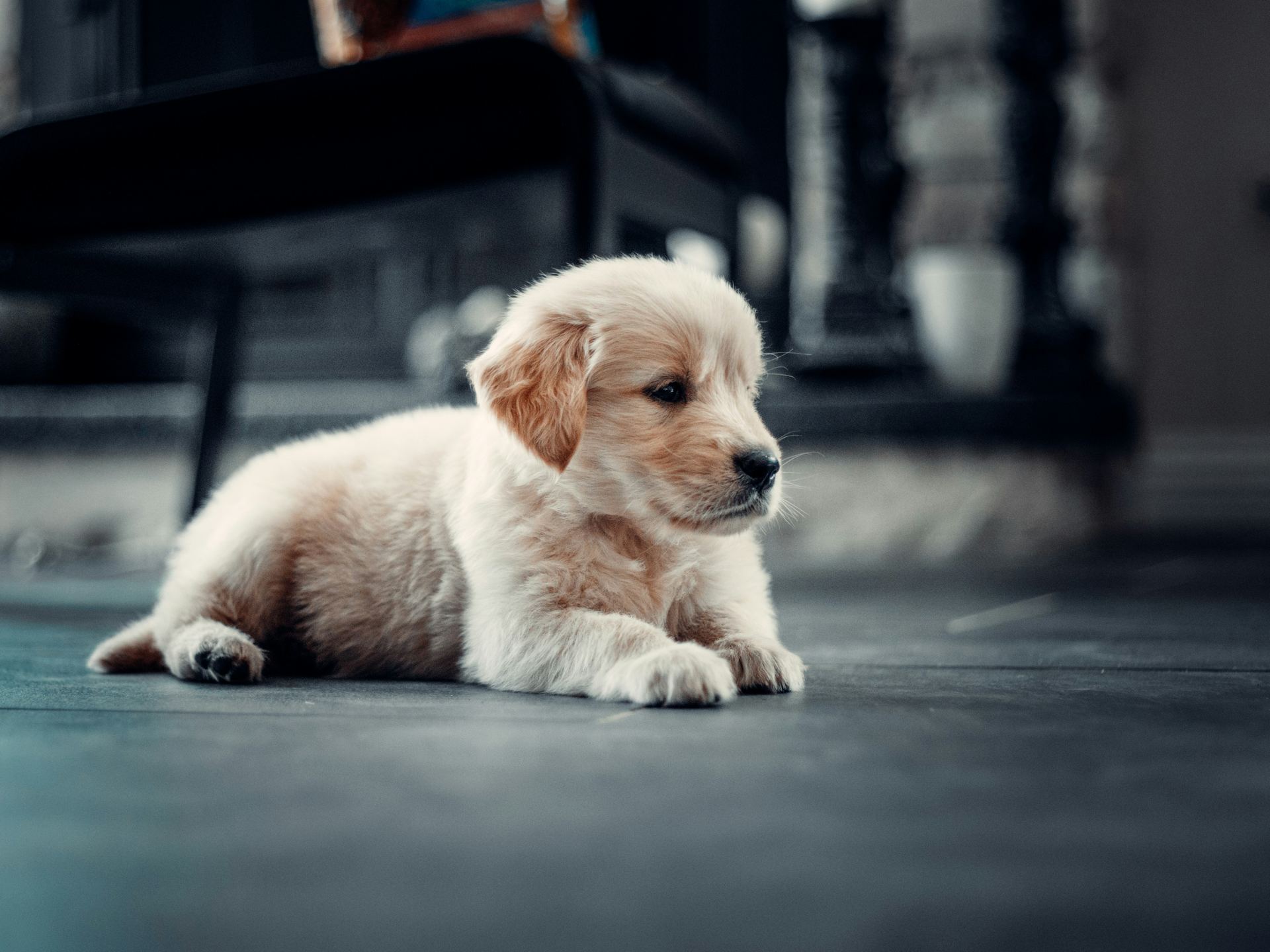 Golden Retriever for sale in Raipur