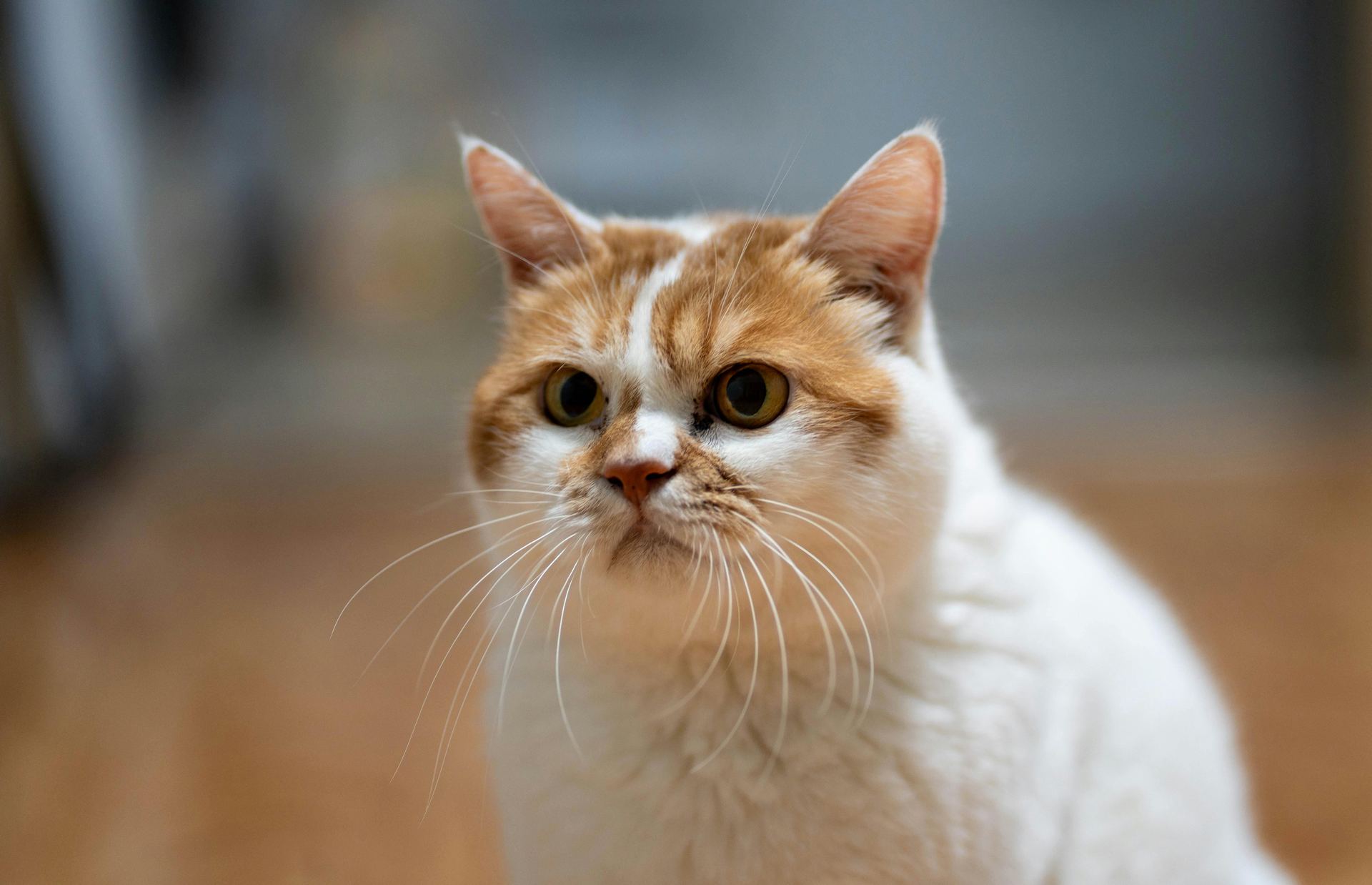 Exotic Short Hair Kittens cat in Adilabad