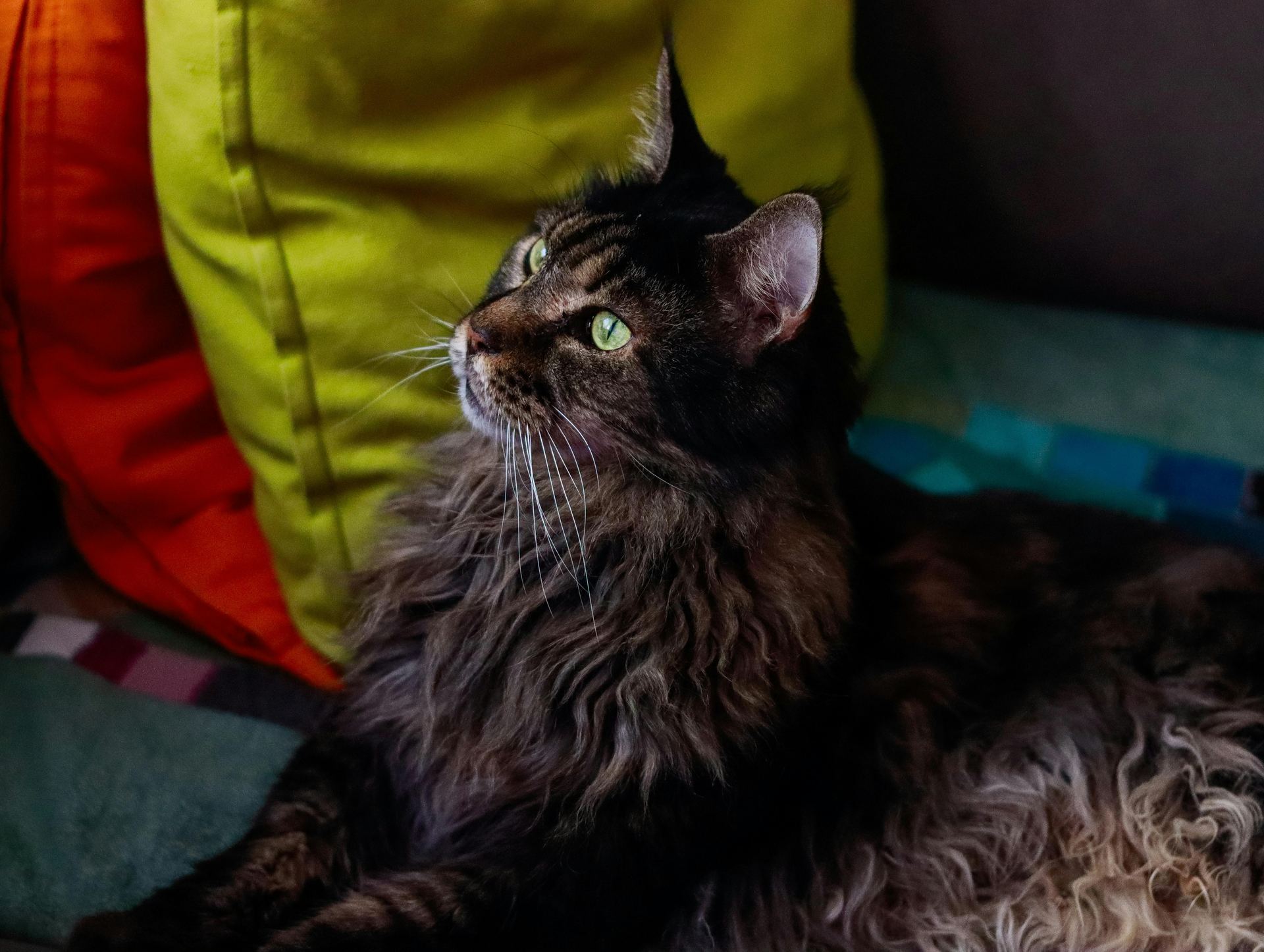 Buy Maine Coon Kitten in Anakapalli