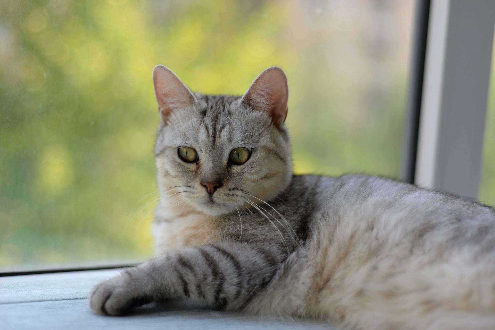 Buy American Short Hair  Kitten in Adilabad