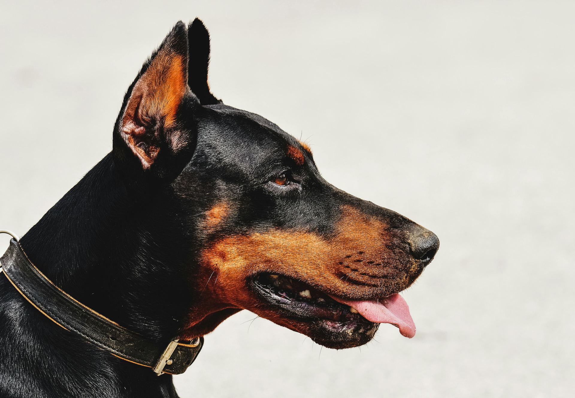 Doberman Pinscher Puppy puppy in West