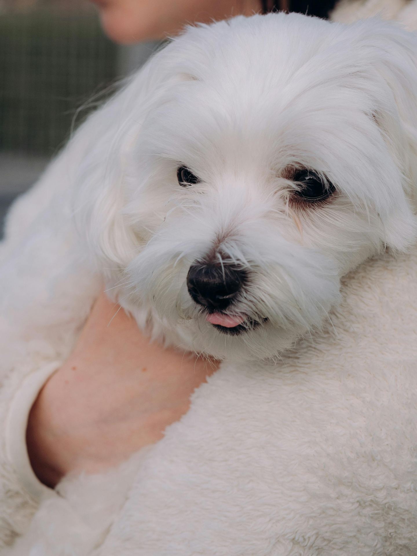 Maltese Puppy | White puppy in Bhavnagar